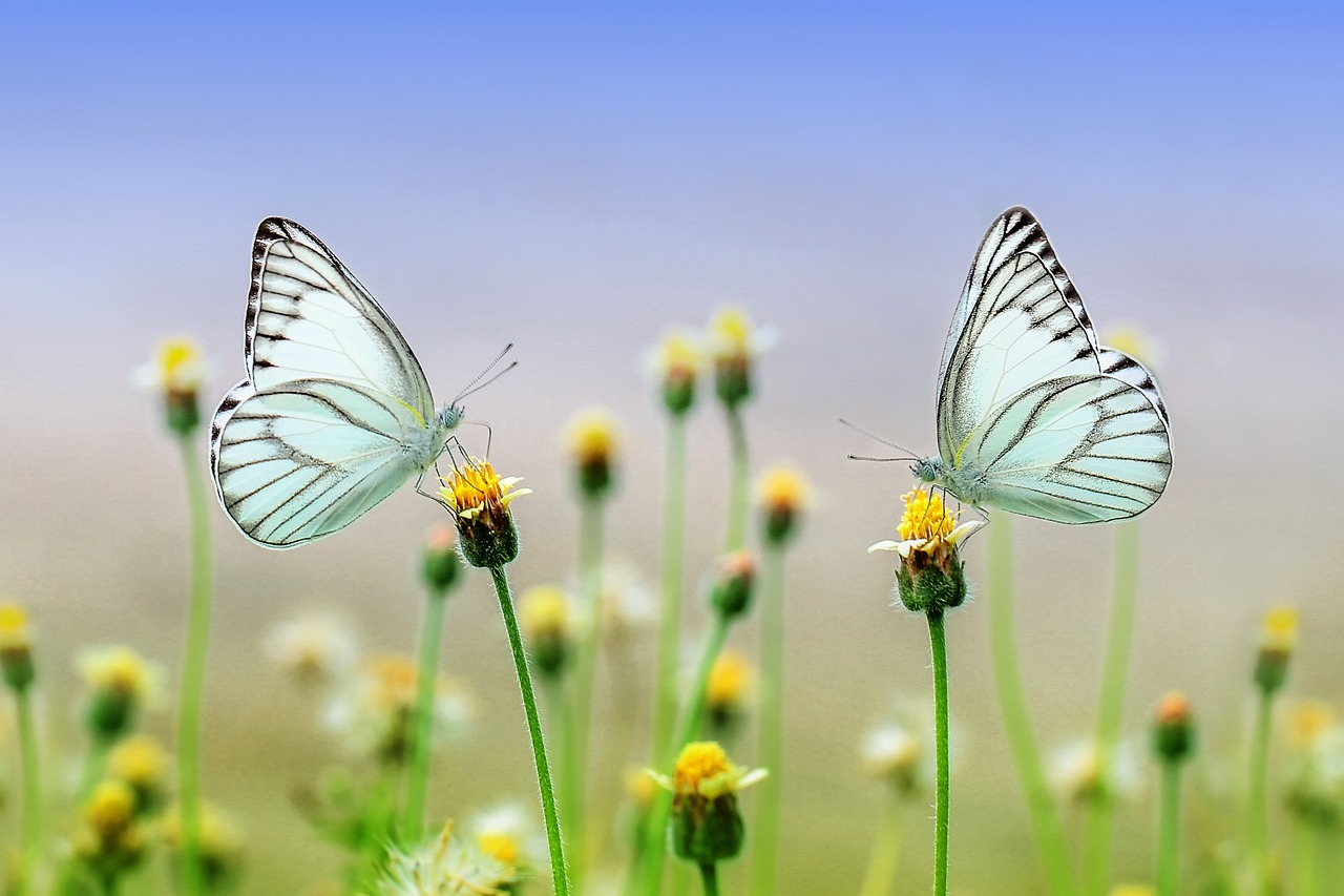 Deux papillons avec des fleurs, connotant le printemps et l'afterwork organisé par l'Avarap Aquitaine.