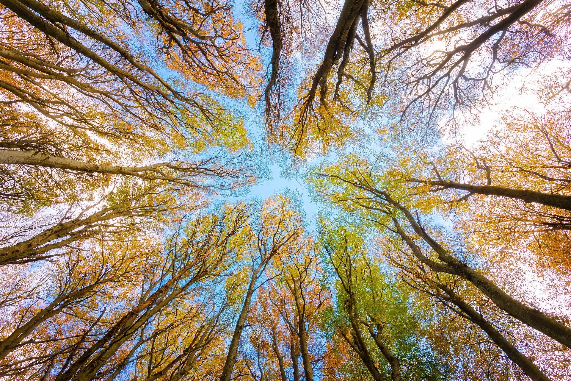 Sommets d'arbres d'automne se rejoignant dans le ciel bleu, connotant l'afterwork organisé en automne 2024 par l'Avarap Aquitaine.